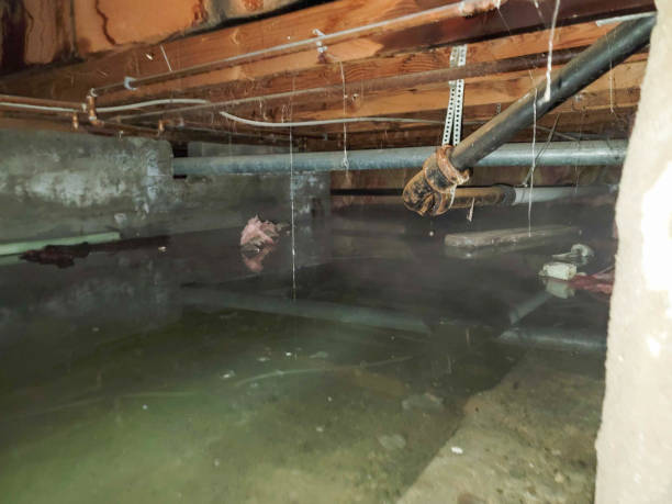 Best Carpet water damage restoration  in Franconia, VA